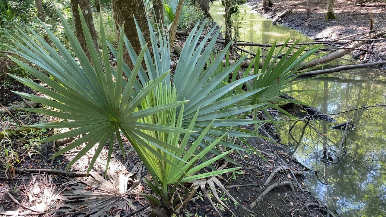 Wild Native Sabal Minors Wilmington NC pt.2 2021