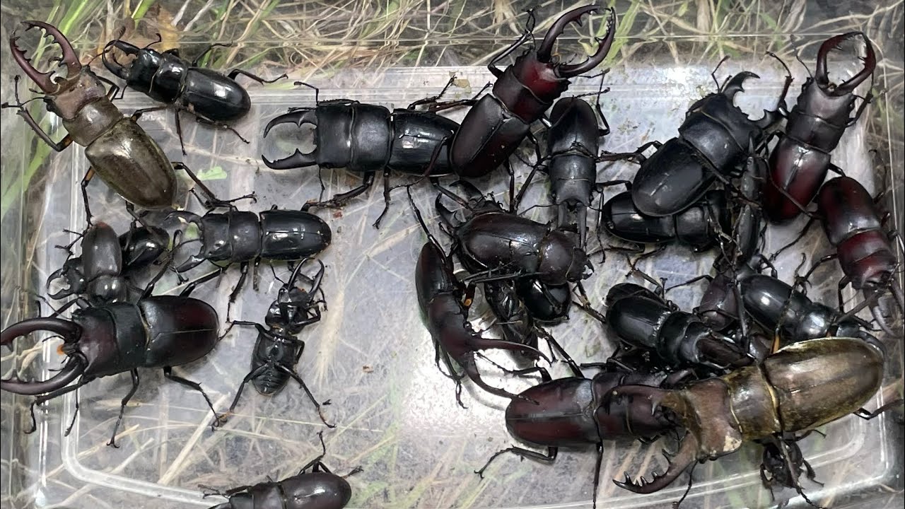 【自己ベスト】河川敷の意外な木でヒラタクワガタ大フィーバー！【2024年カブトムシ・クワガタ採集】