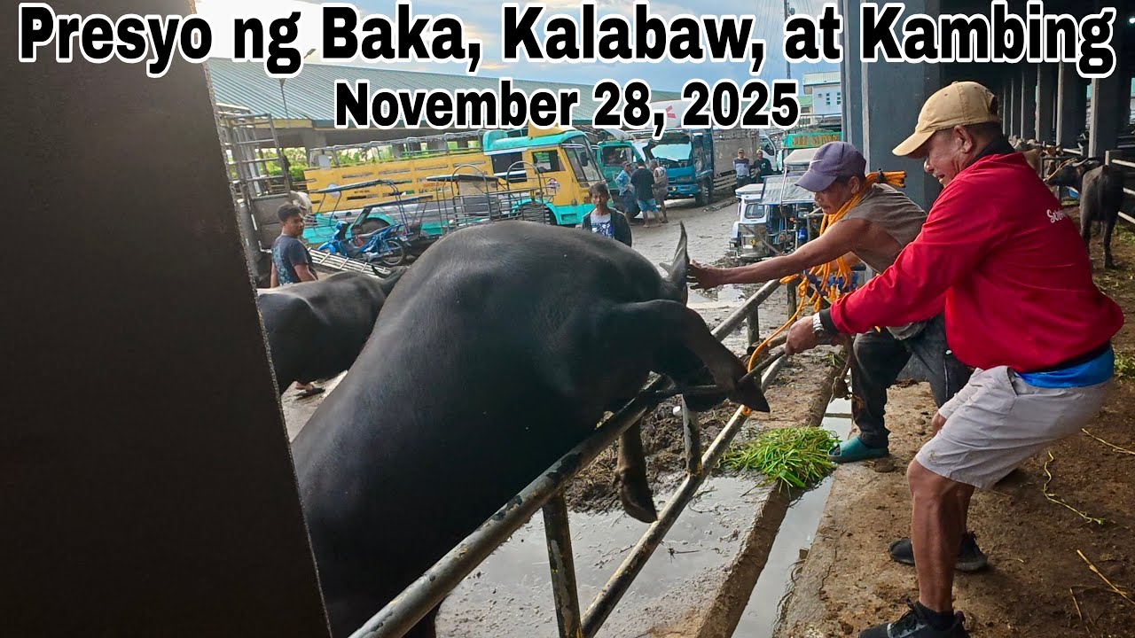 November 28, 2025 - Bentahan ng Baka, Kambing at Kalabaw sa Padre Garcia Batangas