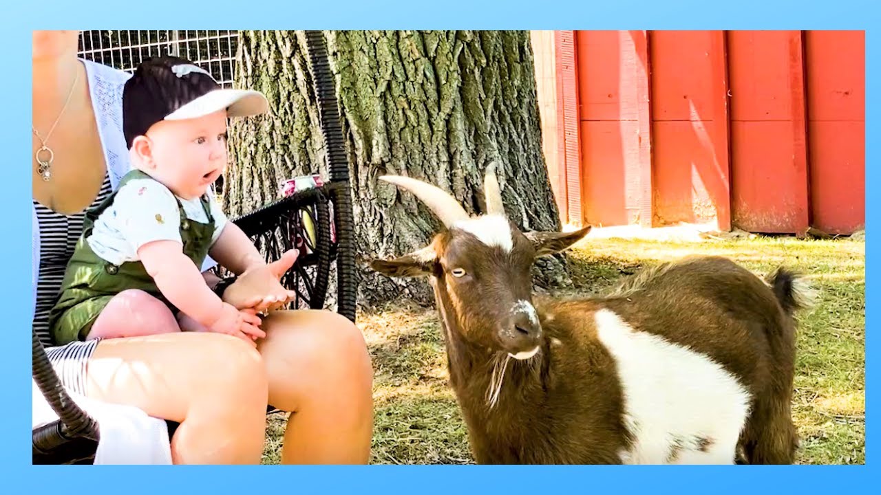 BABY'S REACTION TO MEETING GOAT | Cute reaction | Hudson meets our pet goats | Baileys Barn