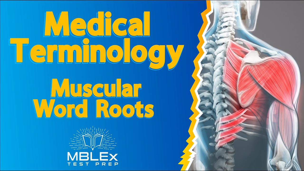 Medical Terminology - Muscular Word Roots