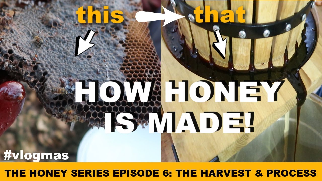 HOW HONEY IS MADE IN GHANA | THE HONEY SERIES EP 6 | VLOGMAS