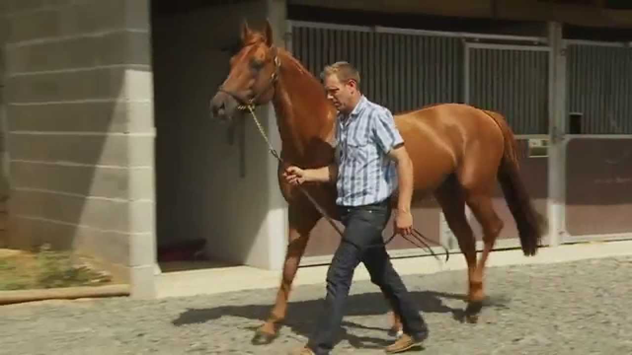 Boum de Ghazal, étalon Pur-Sang Arabe au Haras du Mazet chez Mathieu Talleux - 2016
