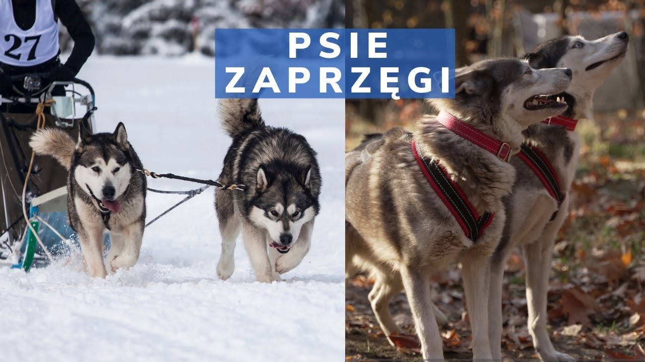 Psie Zaprzęgi - podstawy Wysportowani
