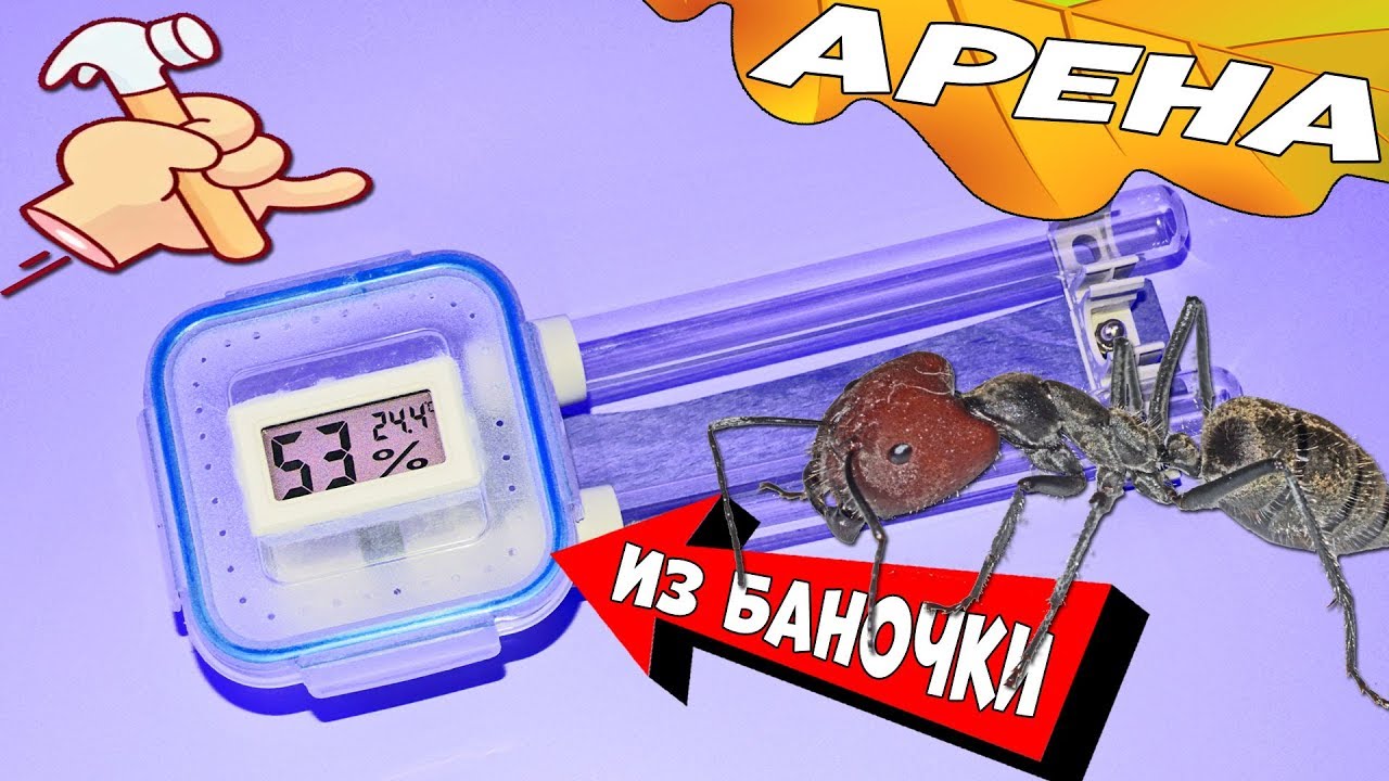 Как сделать арену для муравьев из пищевого контейнера