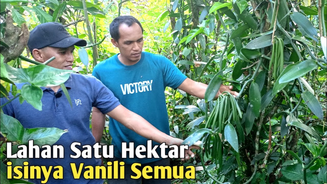 KEBUN VANILI TERBAIK DI SULAWESI ! Buahnya Lebat, Tanpa Busuk Batang dan Busuk Akar !