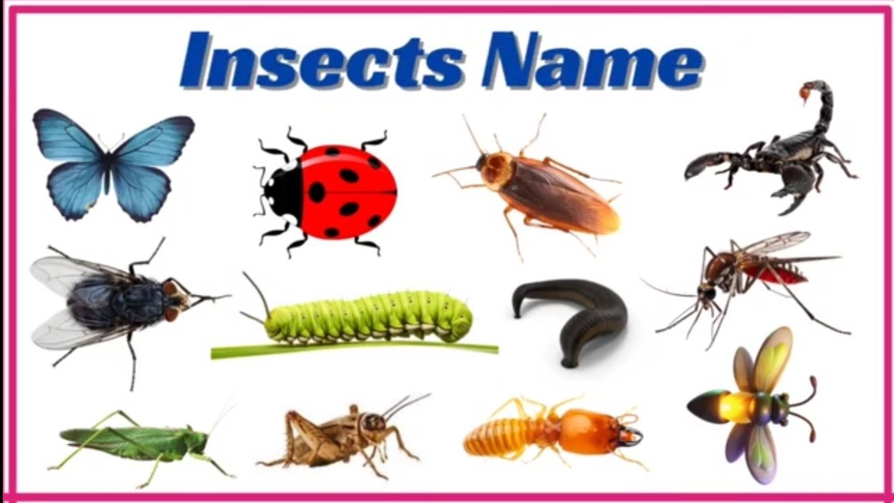 20 Insects Name in English | Learn Insect Names For Kids | English Vocabulary for Kids