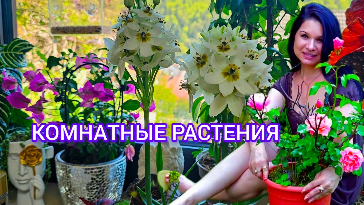 КОМНАТНЫЕ РАСТЕНИЯ.ПОЛИВ#влог #цветы #nature #обзор #