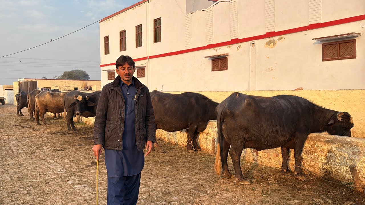 Beautiful Nili Buffaloes || Peer Ijaz Bodla Dairy Farm || Buffalo Farming In Pakistan 