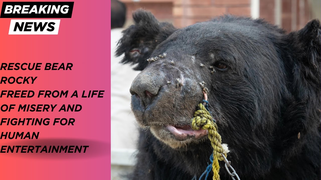 Rescue Bear Rocky Freed from a life of misery and fighting for human entertainment