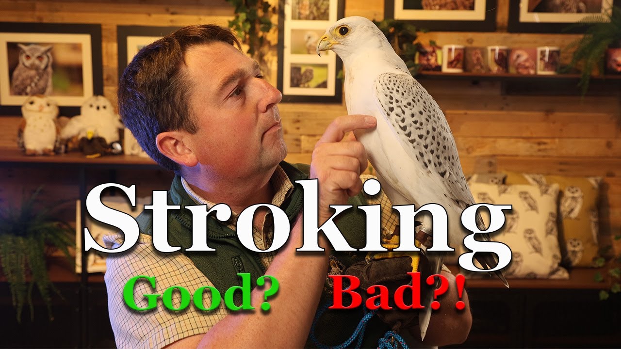 Should you PET a falcon??