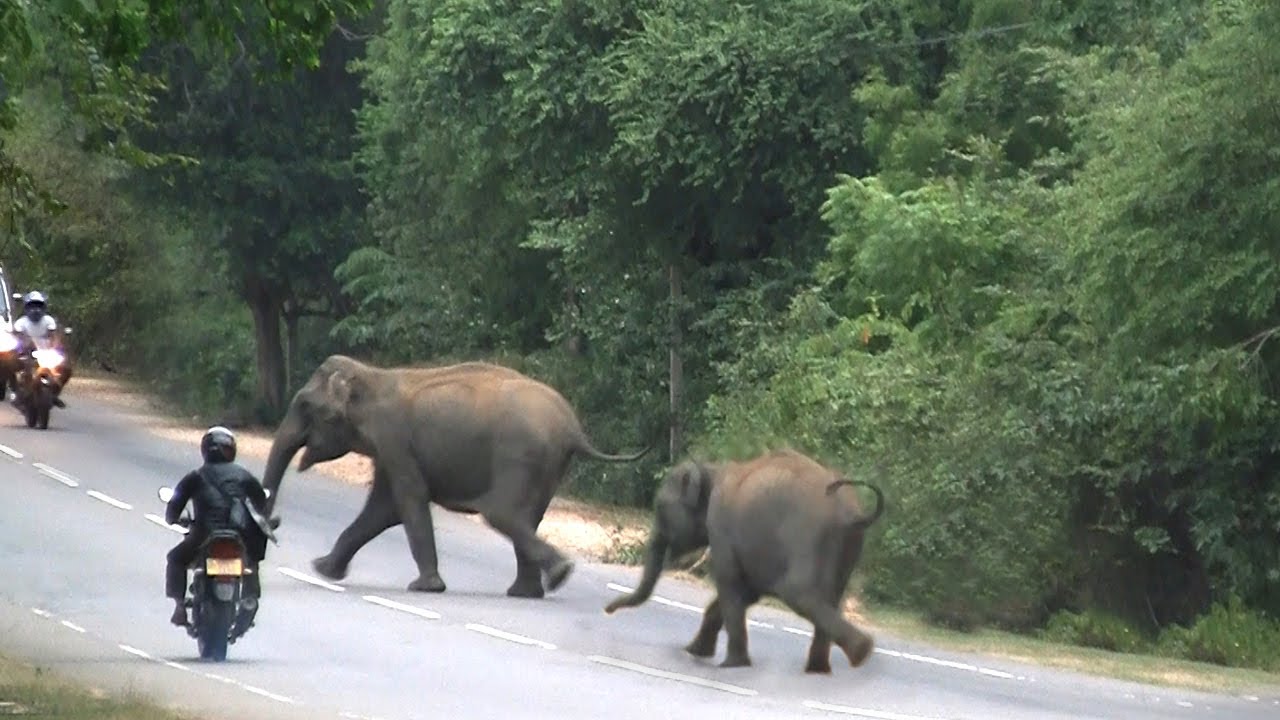 Wild elephants crossing an elephant corridor on Plonnaruwa main road.| Breathtaking Moment | 象|الفيل