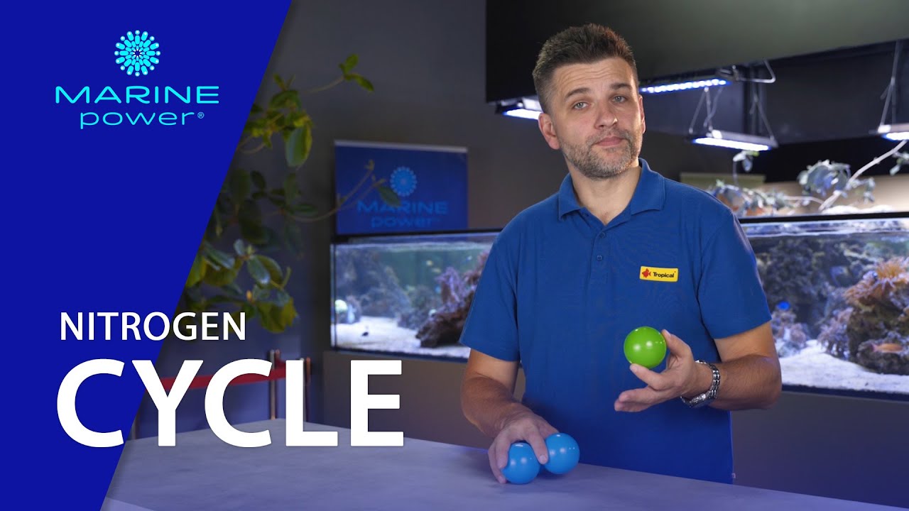 The Nitrogen Cycle #11