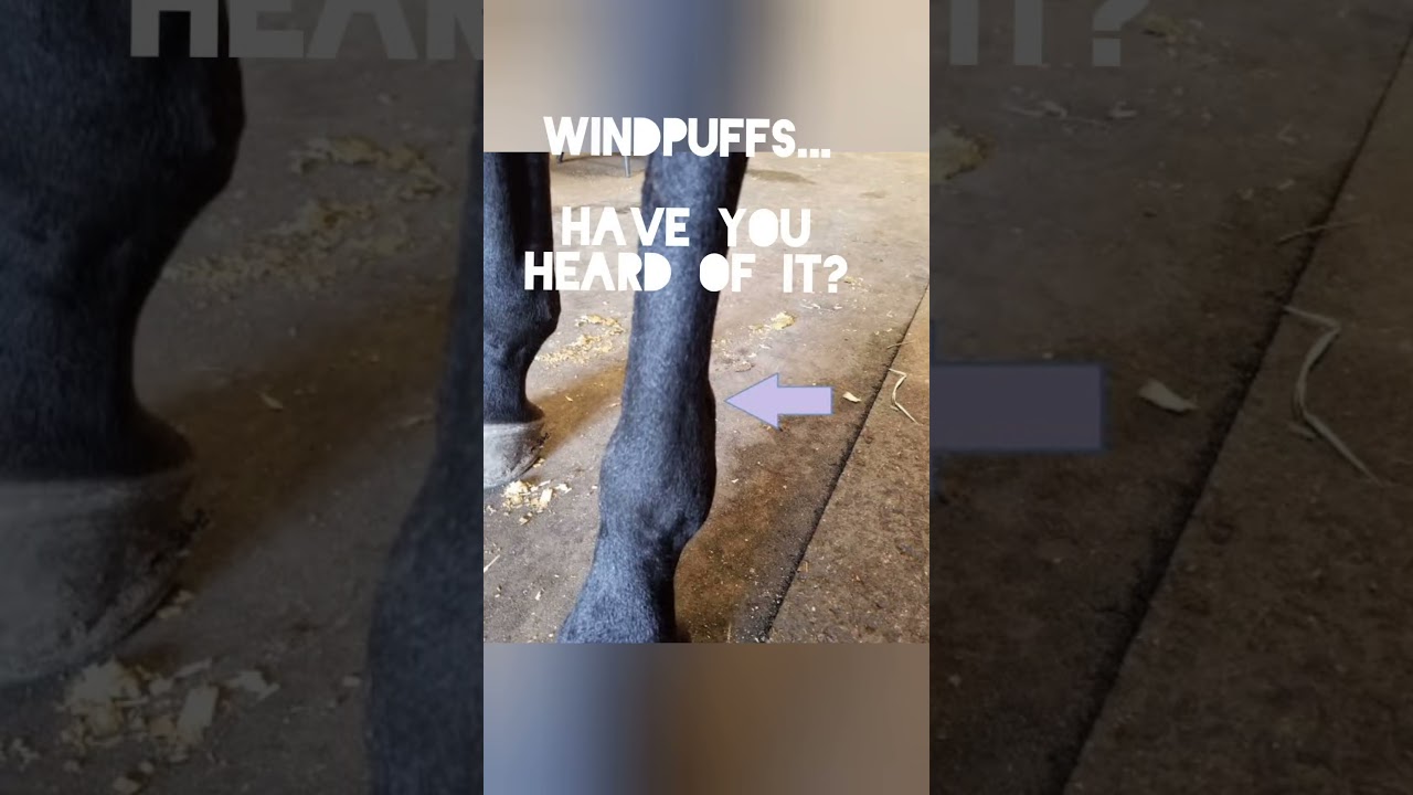WINDPUFFS #youtubeshorts #respectshorts#puffball#trending#veterinary#horse#animallover#Vetvox