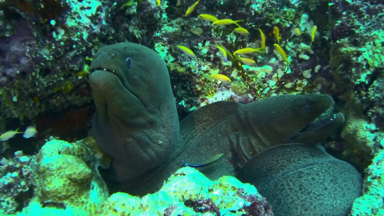 Moray eels