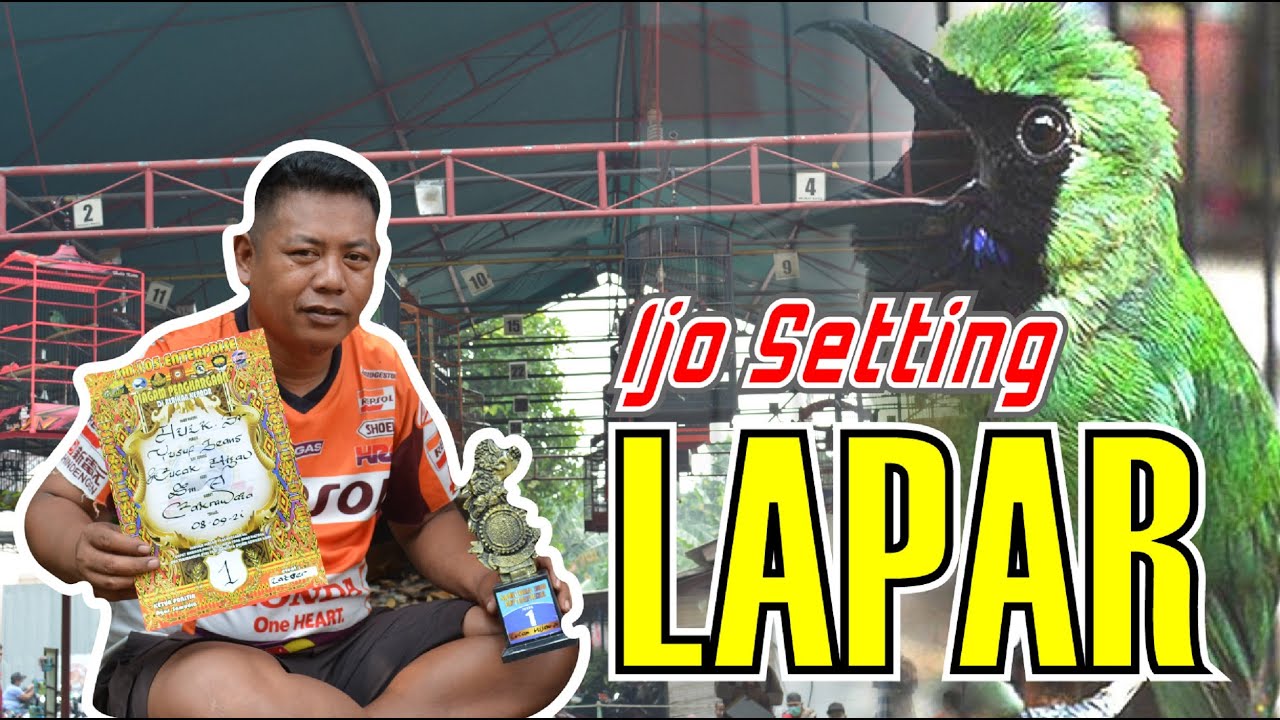 CATAT !!! CUCAK IJO SETTINGAN LAPAR IJO TIPE LAPAR - BEDAH SETTINGAN IJO JUARA By HoBi ID