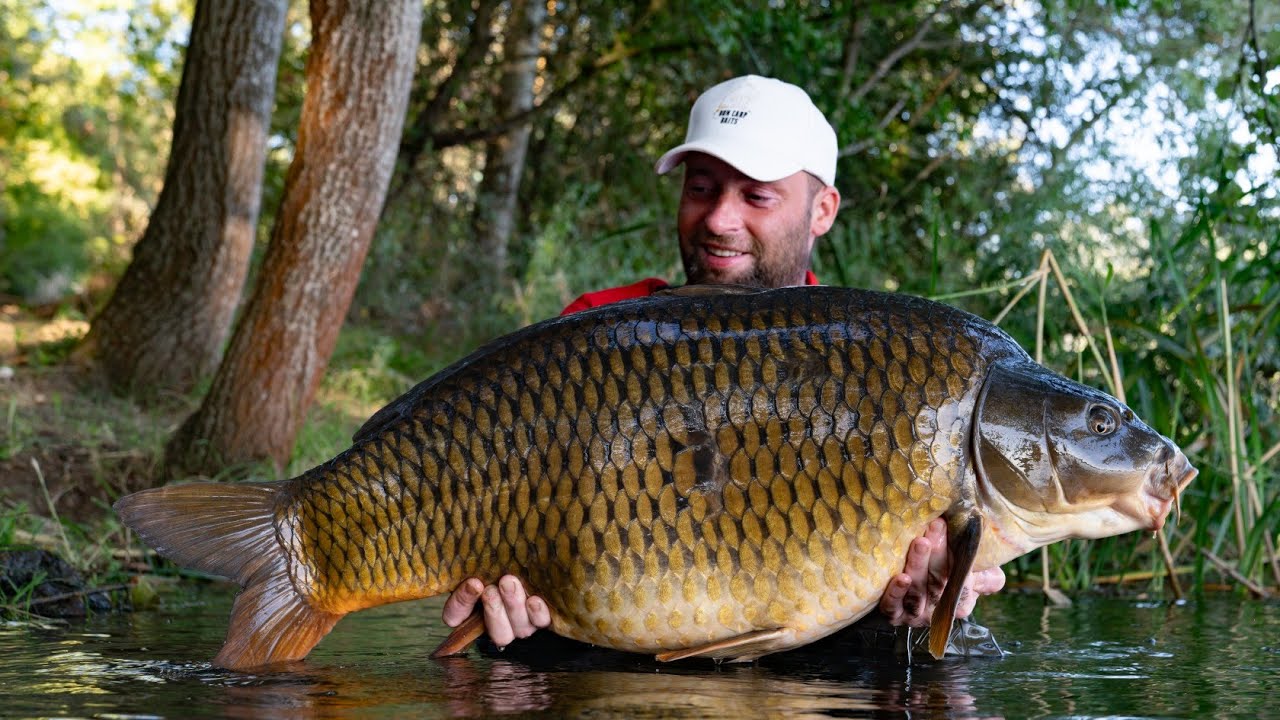 Don Carp Baits ----Szücsi Völgy Tó  Nyári Óriások 1 rész