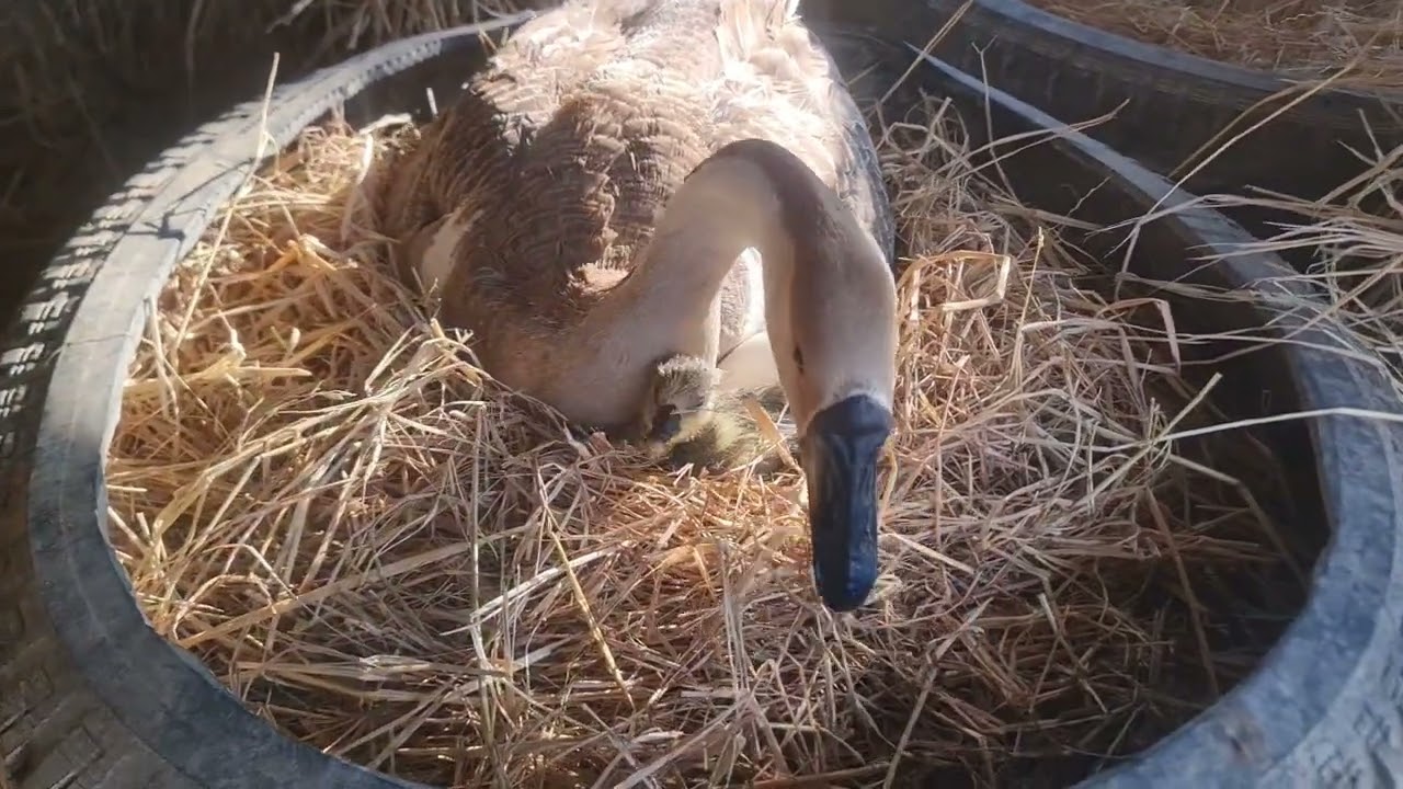 Goose care, baby and eggs just was born || Goose 
