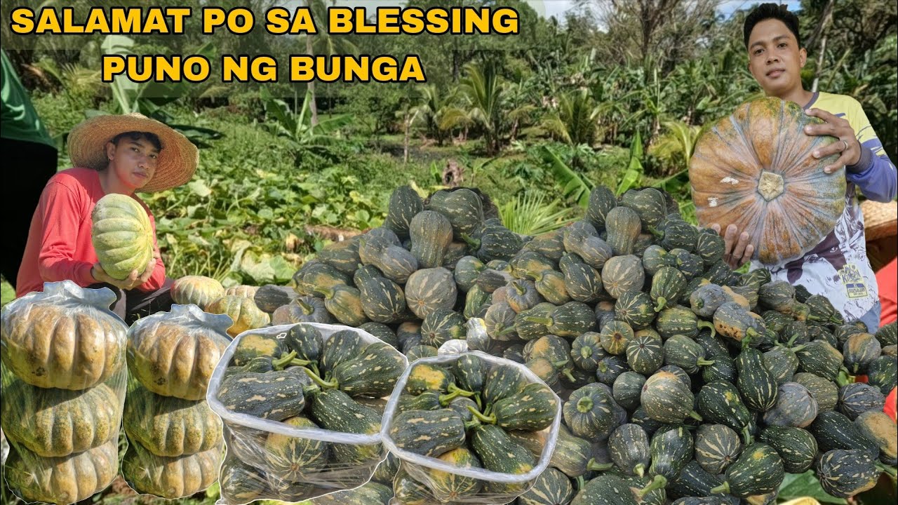 SALAMAT PO BLESSING DAGSA ANG BUNG NG KALABASA UNANG PITAS SA AREA 2