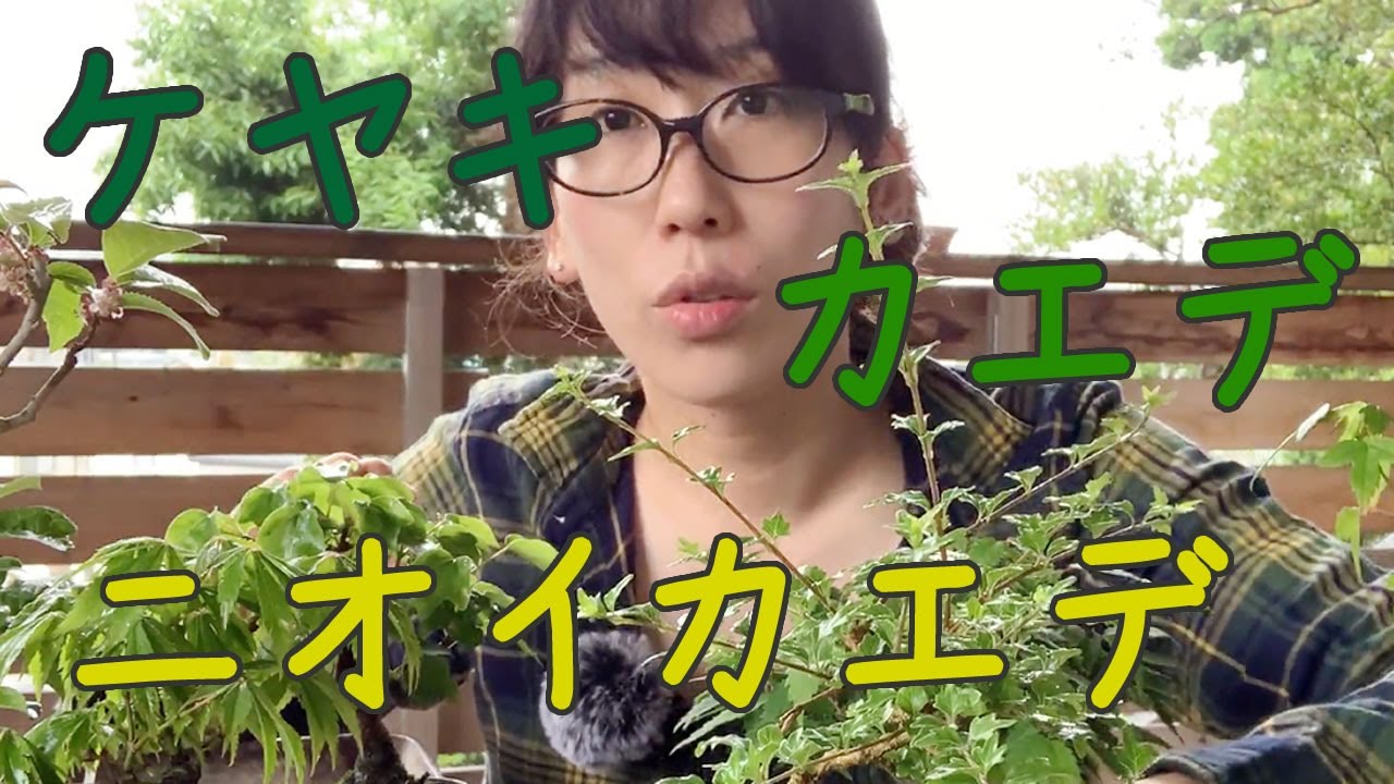 雑木の芽摘み葉刈り【キミのミニ盆栽びより】Picking buds and cutting leaves of miscellaneous trees