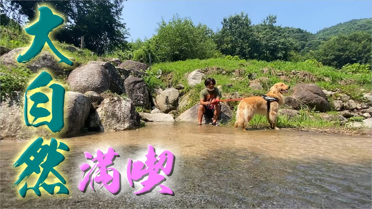 避暑地にお出かけしたゴールデンレトリバーまる