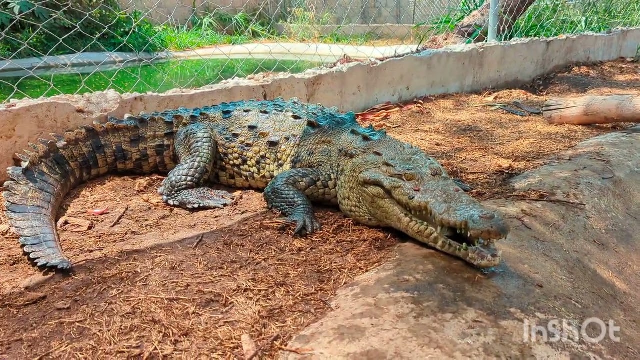 Crocodylus Acutus (Cocodrilo Americano) Caracter&iacute;sticas y limpieza de recinto🐊