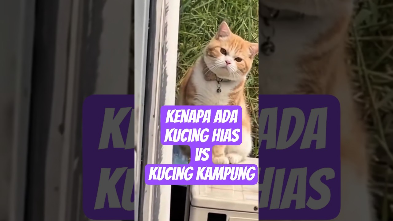 Kucing Kampung vs Kucing Ras: Evolusi atau Rekayasa? ✨ | The Secret of Cat Evolution 