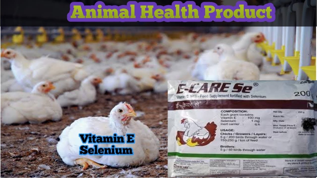 Use of Vitamin E & Selenium in poultry Farming | E-care-se best supplements in Birds |