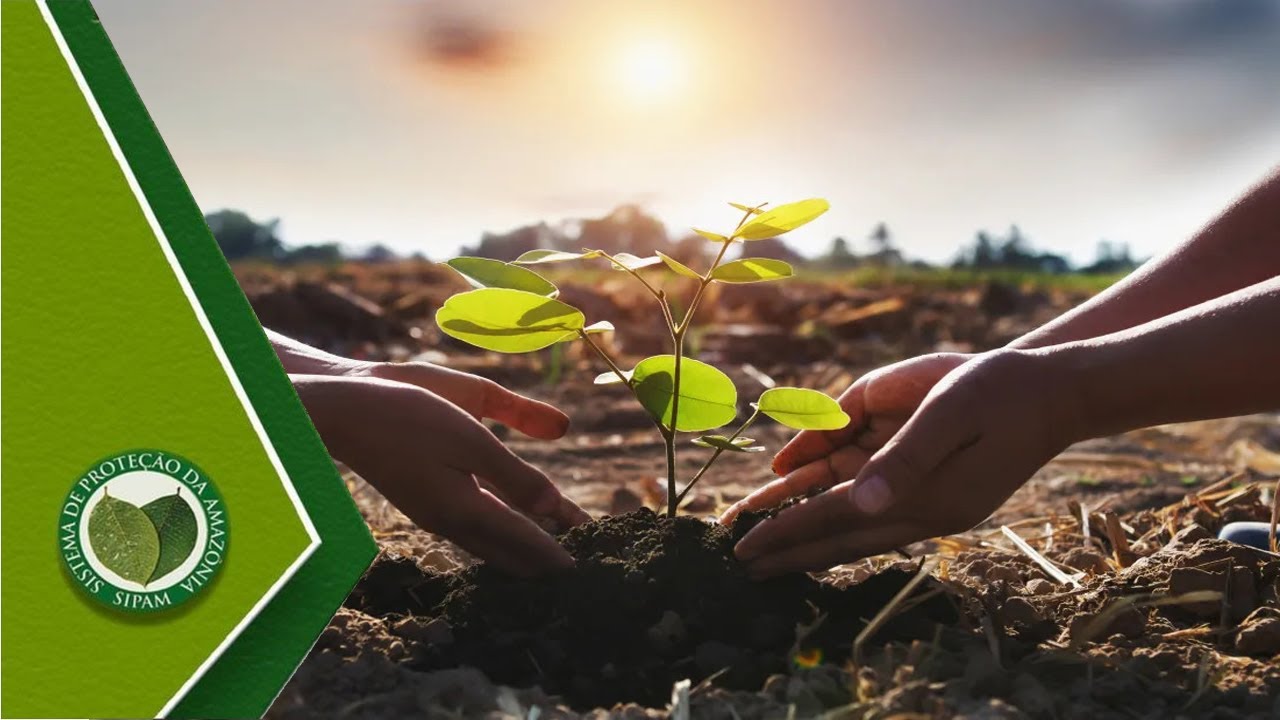 O processo de reflorestamento da Amazônia após desmatamentos🌱🌿🌲🍃🌴🌍🌳💦