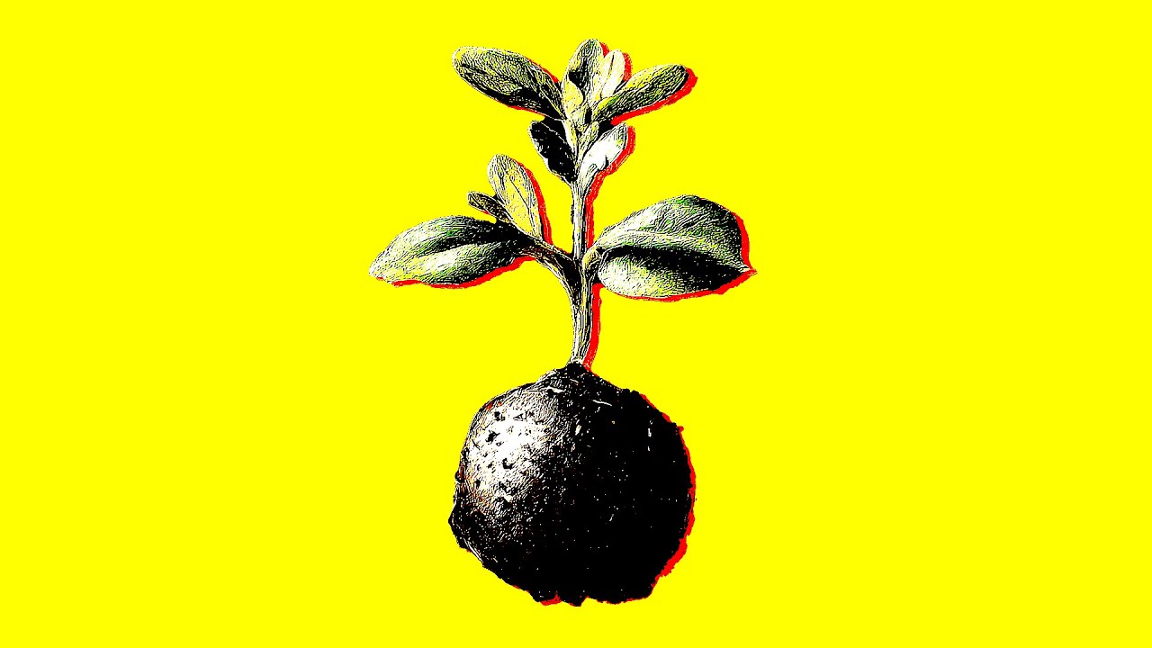 The Seed of the Christian Faith | Biblical Salvation