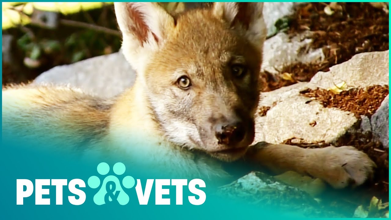 Orphan Wolf Pups Get New Parents | Wildlife Nannies