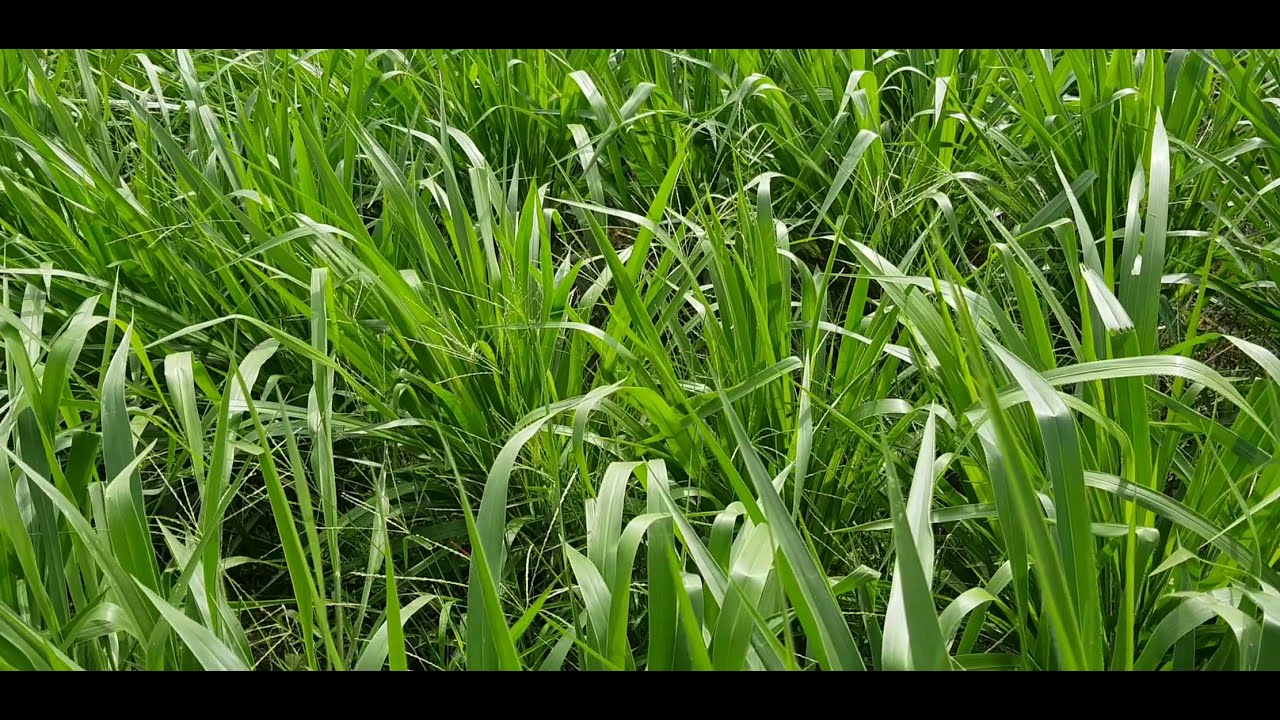 Pasto Mavuno en Chiapas a dos meses de siembra...