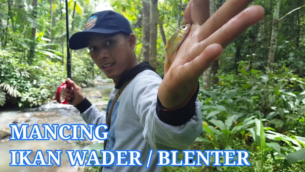 Mancing ikan WADER / BLENTER umpan getuk ( roti )