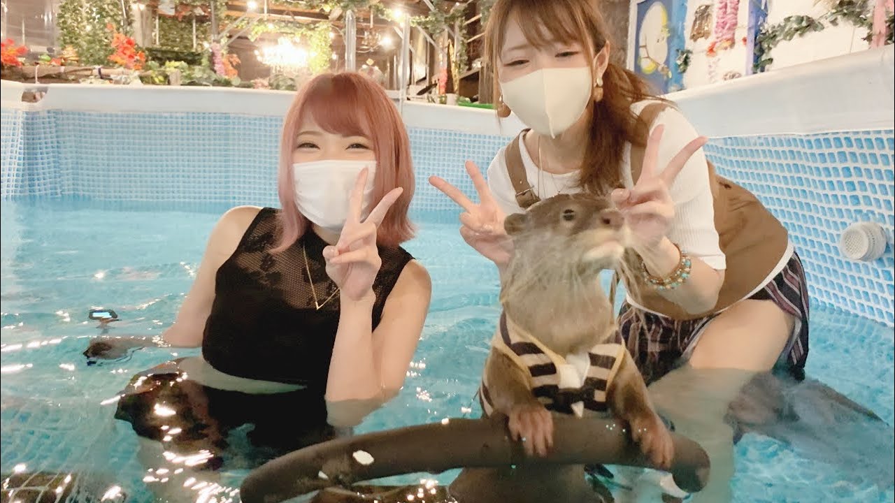 泳ぐ事をやめたカワウソ