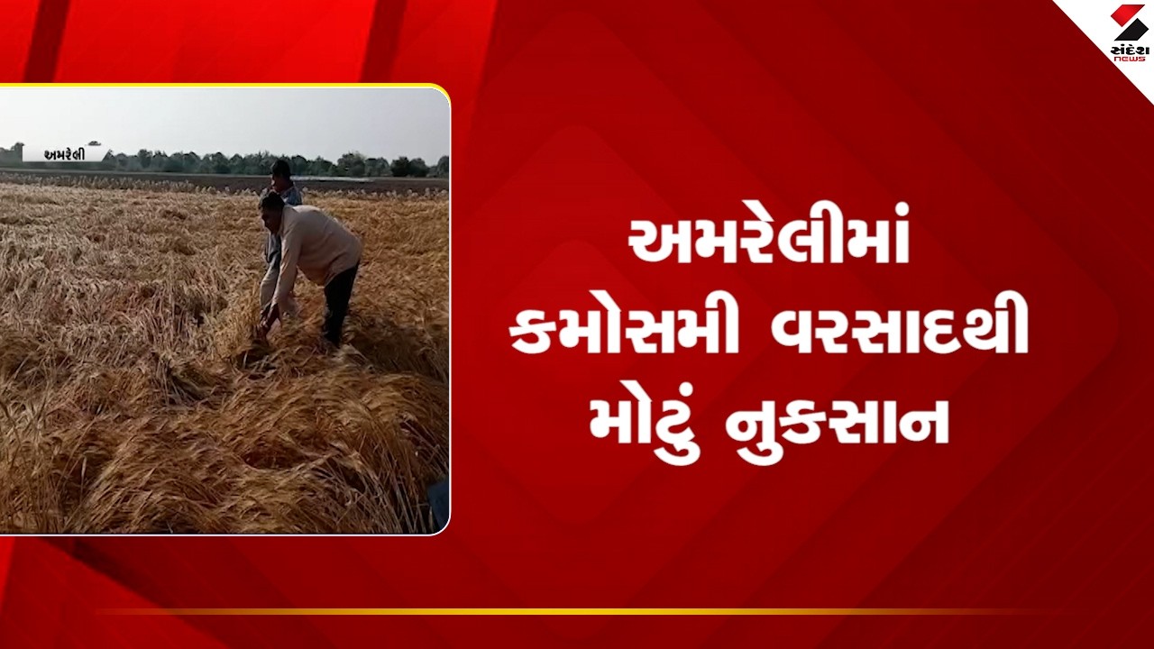 Amreli | અમરેલીમાં કમોસમી વરસાદથી મોટું નુકસાન | Unseasonal Rain | Croploss | Gujarat