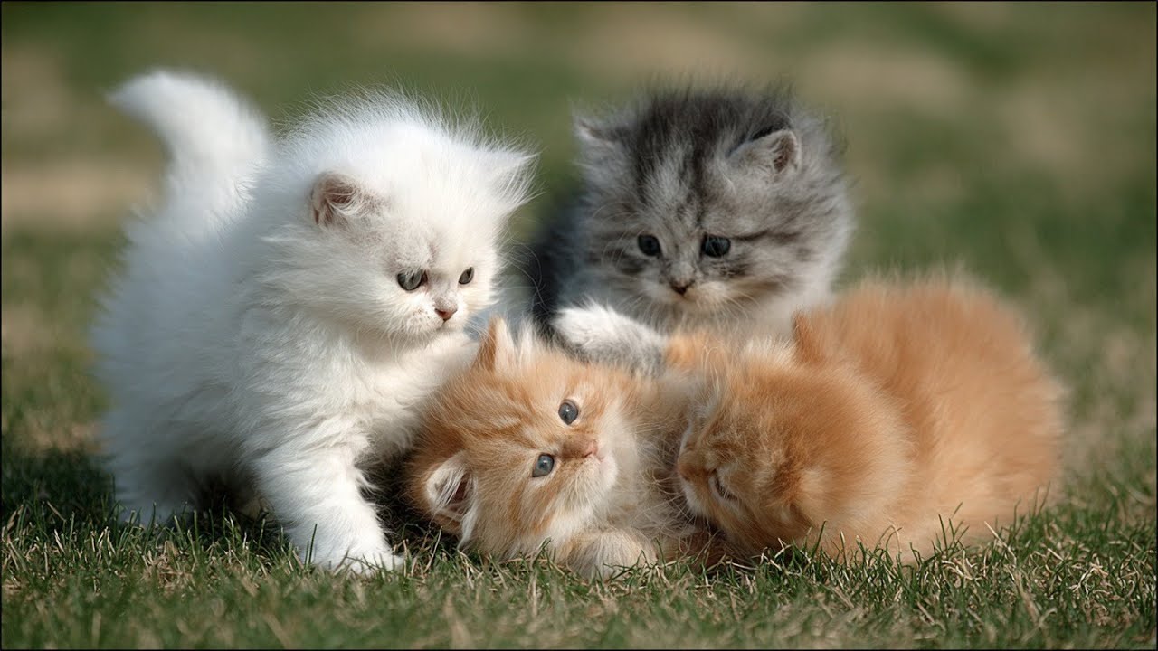 The Most Adorable Fight: Kittens Punching with Pure Love! Meow Meow