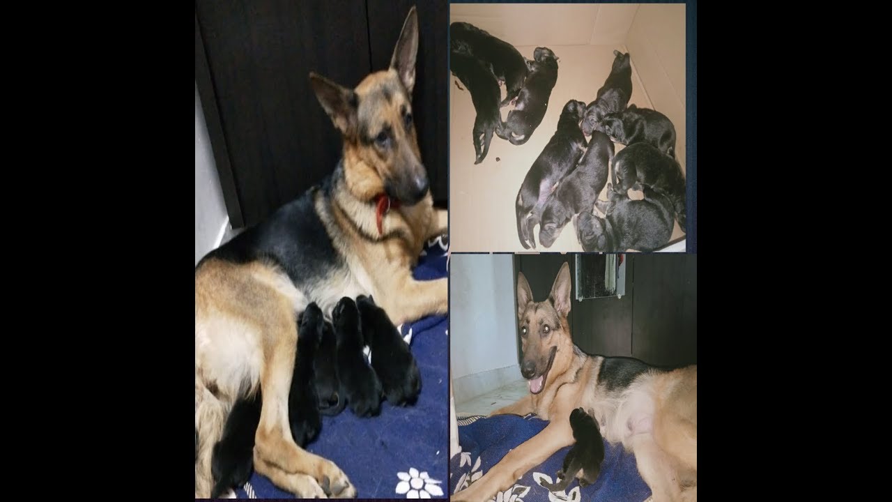 German shepherd delivery journey first time(home)