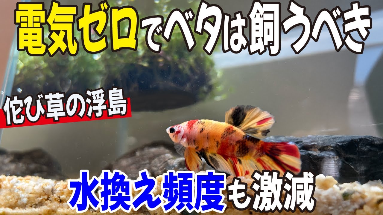 【ベタ完全飼育ガイド】電気代0で飼える“浮かぶ佗び草”の驚異的効果！