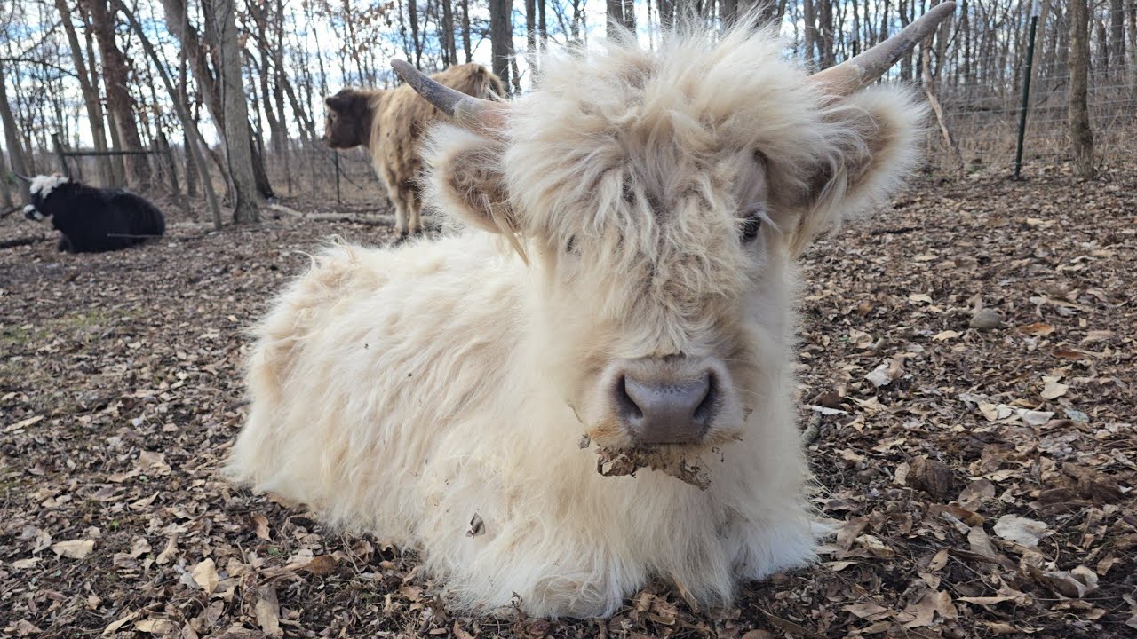 Bridgett Crossed the Line | Highland Cow Bootcamp Begins | Farm vlog w/ Cows, Chickens, Buns, & Cats