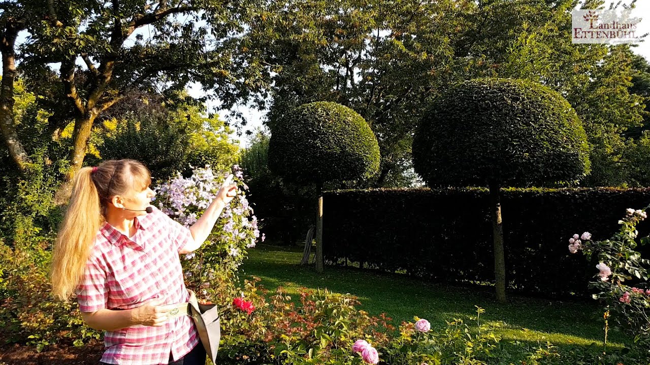 Besonders gute Rosen für Hecken im Garten