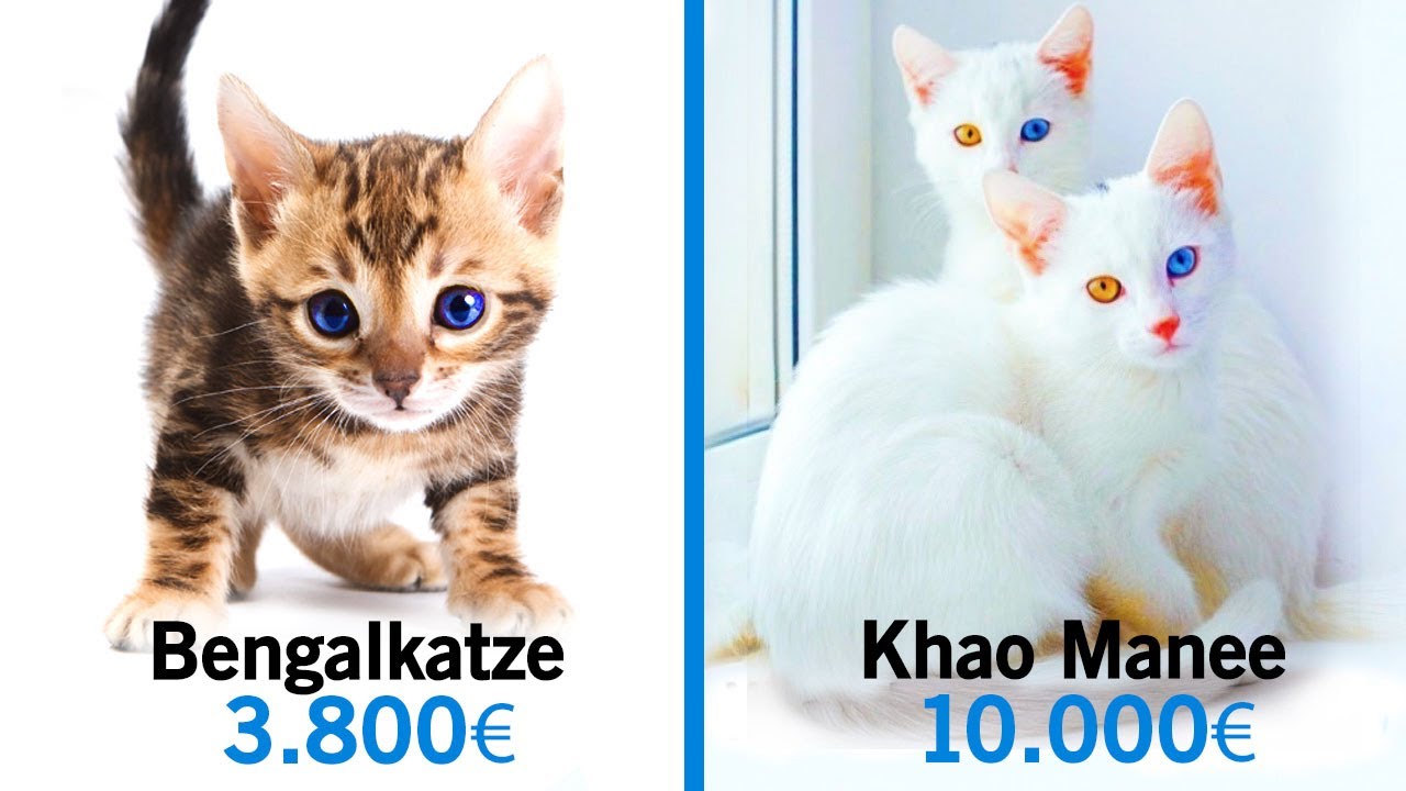 10 Unglaubliche Katzen, die ein Vermögen kosten!