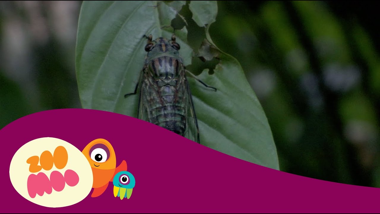 What’s That Noise? - Cicada