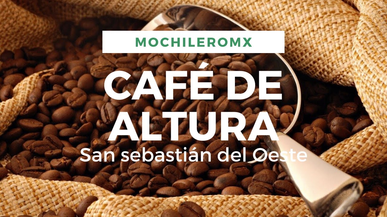 San Sebastián del Oeste, el café más rico de todo Jalisco | Café de Altura de la quinta Mary |