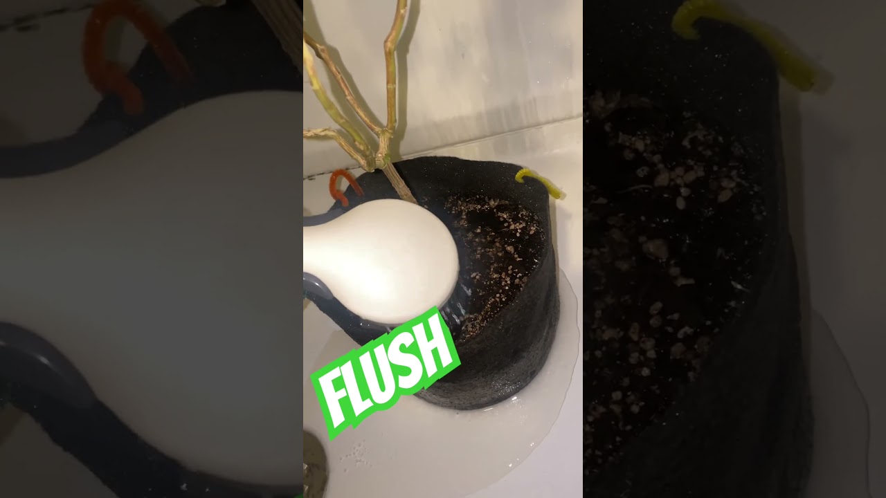 Flush time! #flush #flushing #plantflush #420 #reels #podcast #fypshorts