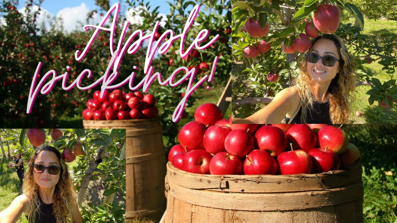 applepicking 2021