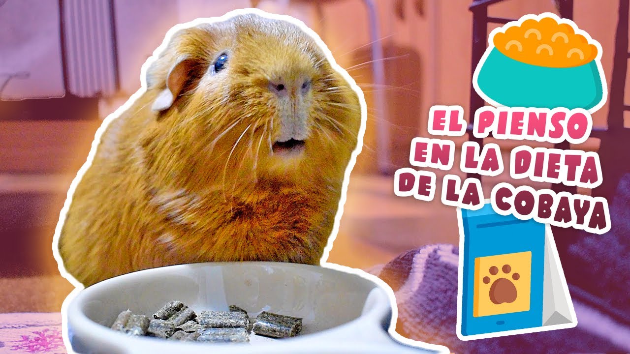 🥄 EL PIENSO EN LA DIETA DE LAS COBAYAS / CUYOS / CUYS 🐹 ¿Qué es? ¿Cantidad? ¿Cuál elegir?