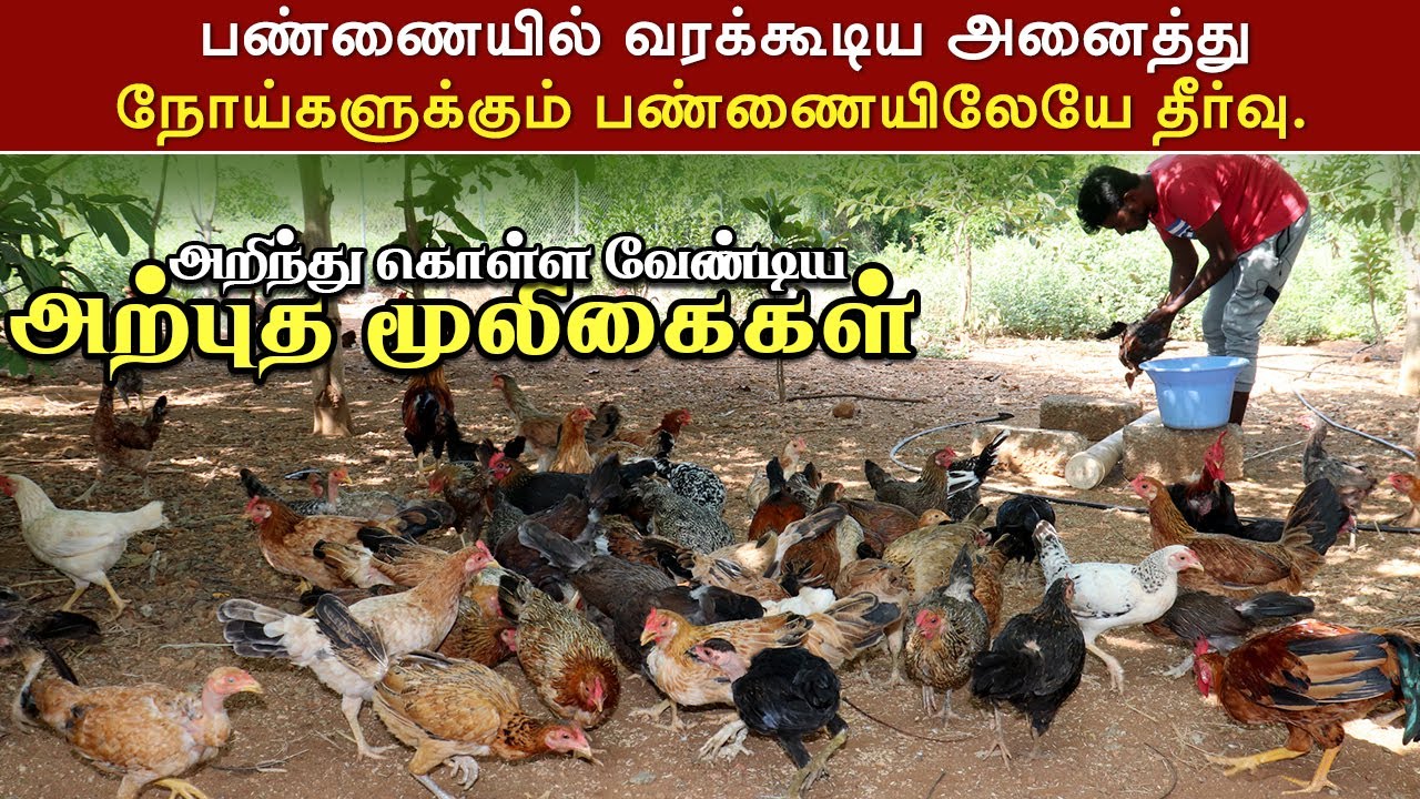 பண்ணையில் வரக்கூடிய அனைத்து நோய்களுக்கும் பண்ணையிலேயே தீர்வு. | தெரிந்து கொள்ளவேண்டியது என்ன ?