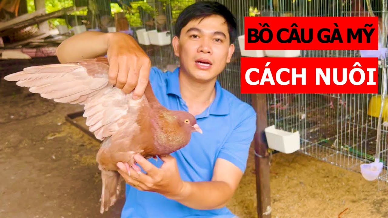 Phương pháp nuôi bồ câu Gà Mỹ từ A đến Z, Điểm quan trọng nhất là gì? | Nông dân làm giàu