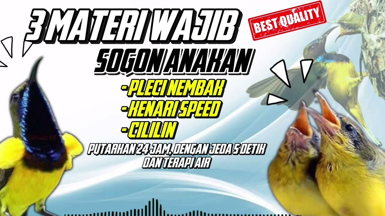 MEWAH‼️ MASTERAN SOGON ANAKAN 3 MATERI WAJIB | PLECI NEMBAK KENARI SPEED CILILIN #sogon #sogongacor