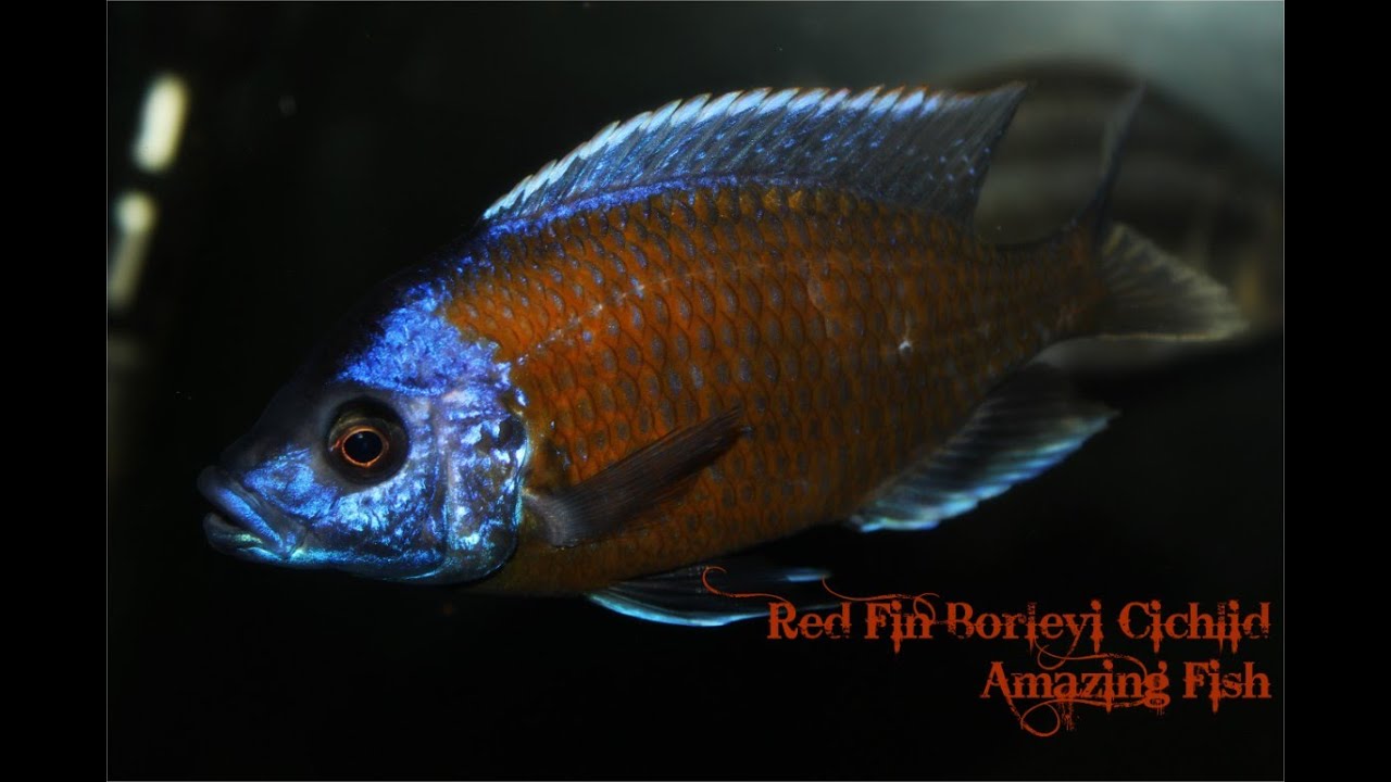 Red Fin Borleyi Cichlid: Amazing fish
